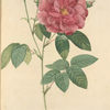 Rosa Gallica Officinalis; Rosier des Apothicaires