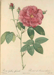 Rosa Gallica Officinalis; Rosier des Apothicaires