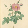 Rosa Centifolia Simplex; Rosier a centfeuilles a fleurs simples