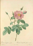 Rosa Centifolia Simplex; Rosier a centfeuilles a fleurs simples