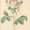 Rosa Centifolia Carnea; Rosier a centfeuilles
