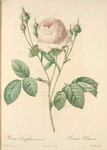 Rosa Centifolia Carnea; Rosier a centfeuilles