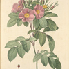 Rosa Carolina Corymbosa; Rosier des despres