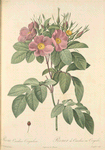 Rosa Carolina Corymbosa; Rosier des despres