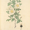 Rosa Pimpinellifolia Mariaeburgensis; Rosier Pimprenelle de Marienbourg