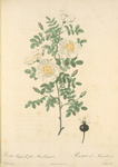 Rosa Pimpinellifolia Mariaeburgensis; Rosier Pimprenelle de Marienbourg