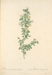 Rosa Pimpinellifolia Pumila; Rosier Pimprenelle