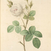 Rosa Muscosa Alba; Rosier mousseux a fleurs blanches