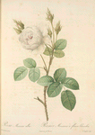 Rosa Muscosa Alba; Rosier mousseux a fleurs blanches