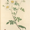 Rosa Arvensis Ovata; Eglantier des Champs