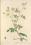 Rosa Arvensis Ovata; Eglantier des Champs