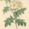 Rosa Brevistyla Leucochroa; Rosier a court-style (var a fleurs jaunes et blanches)