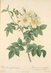 Rosa Brevistyla Leucochroa; Rosier a court-style (var a fleurs jaunes et blanches)