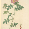 Rosa Rubiginosa Triflora; Variete du Rosier rubigineux