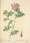 Rosa Rubiginosa Triflora; Variete du Rosier rubigineux