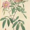 Rosa Hudsoniana Salicifolia; Rosier des Marais