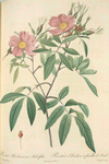 Rosa Hudsoniana Salicifolia; Rosier des Marais