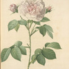 Rosa Alba Regalis; Rosier blanc 'Great Maiden's Blush' ;  'Cuisse de Nymphe Emue'