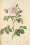 Rosa Alba Regalis; Rosier blanc 'Great Maiden's Blush' ;  'Cuisse de Nymphe Emue'