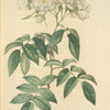 Rosa Moschata Flore Semi-Pleno; Rosier musque a fleurs semi-doubles (syn)