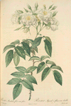 Rosa Moschata Flore Semi-Pleno; Rosier musque a fleurs semi-doubles (syn)