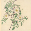 Rosa Redutea Glauca; Rosier Redouté
