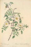 Rosa Redutea Glauca; Rosier Redouté