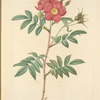 Rosa Redutea Rubescens; Rosier Redoute a tiges et a epines rouges (syn)