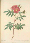Rosa Redutea Rubescens; Rosier Redoute a tiges et a epines rouges (syn)