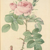 Rosa bifera Officinalis; Rosier damascéne d'Autumne (syn.)