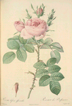 Rosa bifera Officinalis; Rosier damascéne d'Autumne (syn.)