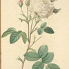 Rosa Centifolia Mutabilis; Rosier a centfeuilles 'Unique blanche'; Rosier a centfeuilles 'Vierge de Clery' (syn.)