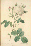Rosa Centifolia Mutabilis; Rosier a centfeuilles 'Unique blanche'; Rosier a centfeuilles 'Vierge de Clery' (syn.)