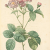 Rosa Centifolia Caryophyllea; Rosier a centfeuilles, variete
