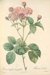 Rosa Centifolia Caryophyllea; Rosier a centfeuilles, variete