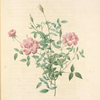 Rosa Indica Pumila; Rosier nain du Bengale pompon