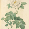 Rosa Alba Flore Pleno; Rosier blanc ordinaire