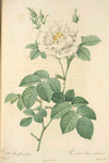 Rosa Alba Flore Pleno; Rosier blanc ordinaire