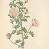 Rosa Pimpinellifolia Rubra (Flore Multiplici); Rosier Pimprenelle 'Double Pink Scotch Briar'