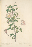 Rosa Pimpinellifolia Rubra (Flore Multiplici); Rosier Pimprenelle 'Double Pink Scotch Briar'