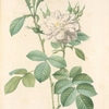 Rosa Bifera Alba; Varieté du Rosier damascéne d'Autumne à fleurs blanches