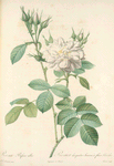Rosa Bifera Alba; Varieté du Rosier damascéne d'Autumne à fleurs blanches