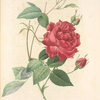Rosa Indica Cruenta; Rosier mensuel 'Slater's Crimson China'