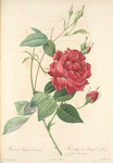 Rosa Indica Cruenta; Rosier mensuel 'Slater's Crimson China'