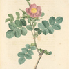 Rosa Rubiginosa Cretica; Rosier rubigineux