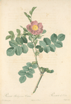 Rosa Rubiginosa Cretica; Rosier rubigineux