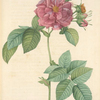 Rosa Turbinata; Rosier  'Imperatrice Josephine'