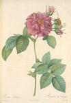 Rosa Turbinata; Rosier  'Imperatrice Josephine'