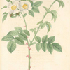 Rosa Leucantha; Rosier a fleurs blanches (syn)