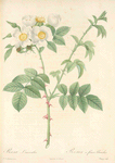Rosa Leucantha; Rosier a fleurs blanches (syn)